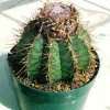 Melocactus_ammotrophus